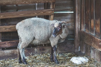 Sheep in Stable