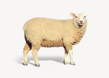 Sheep isolated on white, real | Free PSD - rawpixel