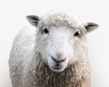 Sheep isolated on white, real | Free PSD - rawpixel