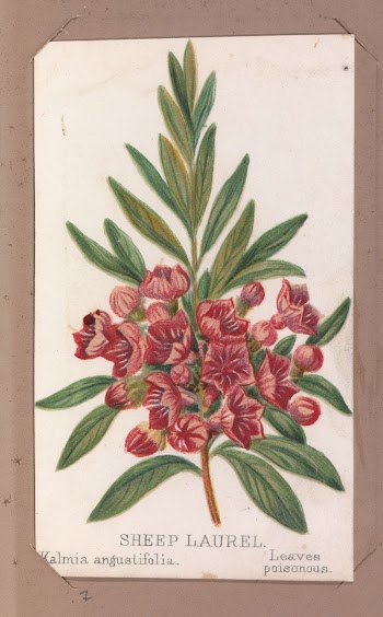 Sheep Laurel from the Plants | Free Photo - rawpixel