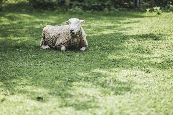 Sheep Laying In Grass