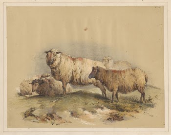 Sheep, No. 18 | Free Photo - rawpixel