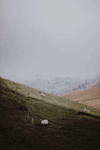 sheep on mountain