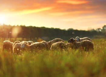 sheep on the grass