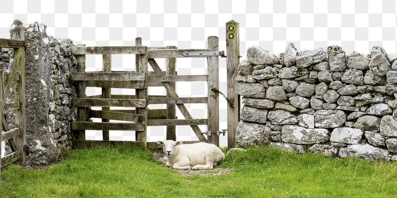 Sheep png border sticker, transparent | Free PNG - rawpixel