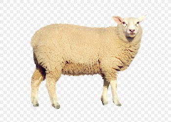 Sheep png clipart, farm animal, | Free PNG - rawpixel