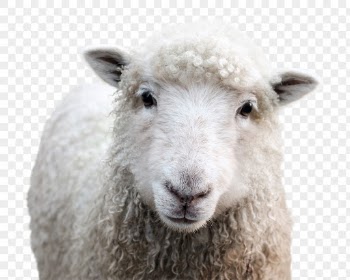 Sheep png clipart, farm animal, | Free PNG - rawpixel