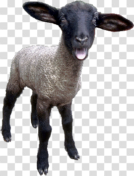 Sheep Png Image