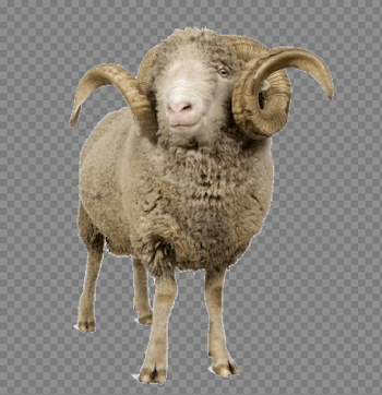 Sheep Png Image