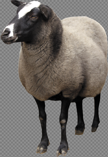 Sheep PNG Photo