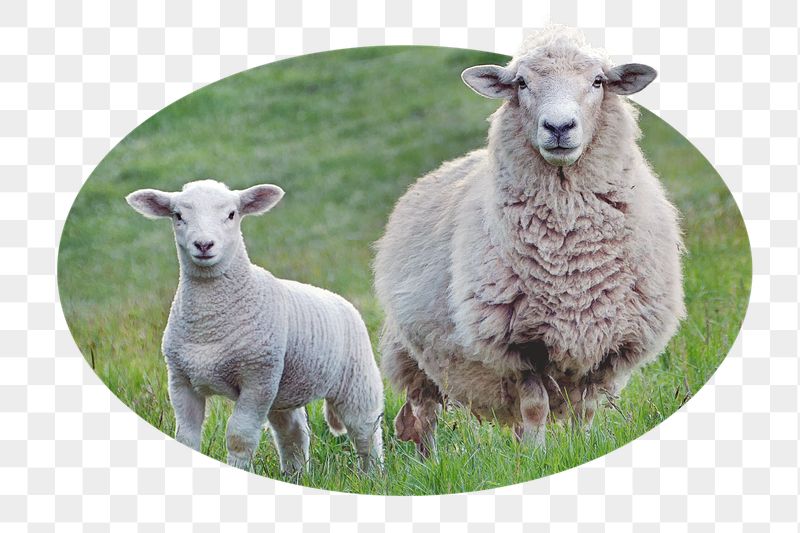 Sheep png sticker, farm animal | Free PNG - rawpixel