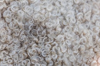 Sheep's Wool Texture