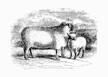 Sheep shade drawing | Free stock vector - 562485