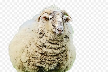 sheep sheep livestock cow-goat family
