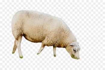 sheep sheep livestock snout cow-goat family