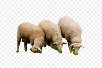 sheep sheep snout livestock terrestrial animal