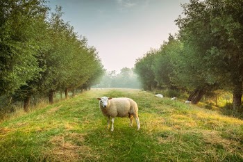 sheep standing between trees