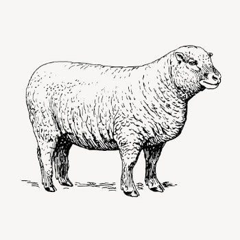 Sheep, vintage farm animal illustration | Free Vector Illustration - rawpixel