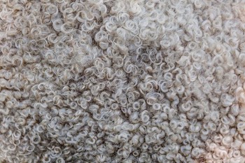Sheep Wool Texture
