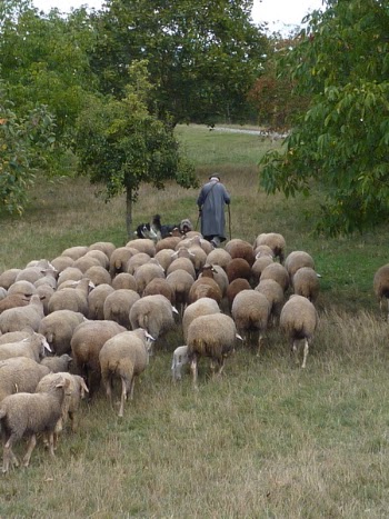 sheep2.JPG