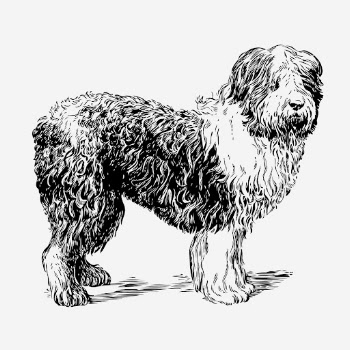 Sheepdog, animal illustration. Free public | Free Photo Illustration - rawpixel