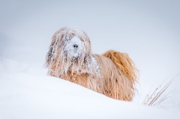 Sheepdog playing in snow