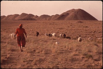 Sheepherding on the Grounds of the Utah | Free Photo - rawpixel