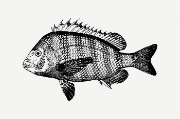 Sheepshead fish clipart, vintage sea | Free PSD Illustration - rawpixel