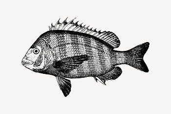 Sheepshead fish drawing, vintage sea | Free Vector Illustration - rawpixel