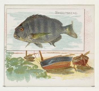 Sheepshead, from Fish from American | Free Photo - rawpixel
