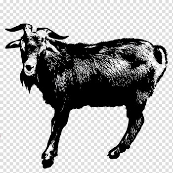 Sheepu2013goat hybrid Sheepu2013goat hybrid, Black and white goat transparent background PNG clipart