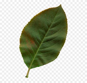 Sheet, Clipart, Nature, Leaves, Autumn, Plant - Hoja De Rosa Png