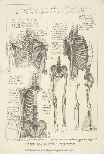 Sheet of Anatomical Studies of Postcranial | Free Photo - rawpixel