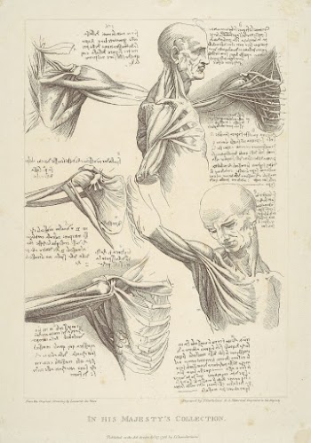 Sheet of Anatomical Studies of the Shoulder | Free Photo - rawpixel