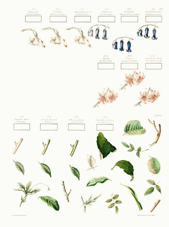 Sheet of flowers and leaves (ca. 1840) by J. Ackerman. Original from The Library of Congress. Digitally enhanced by rawpixel.