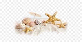 Shell beach www.timelinecovers.pro Seashell Facebook - beach 