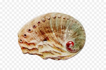 shell bivalve cockle scallop conch
