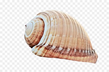 shell conch conch cockle bivalve