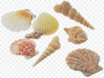 shell conchiglie bivalve conch food
