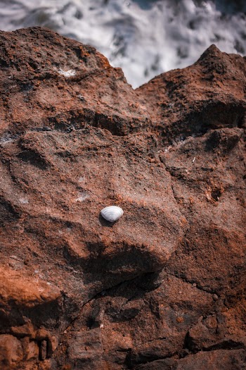 Shell on Boulder