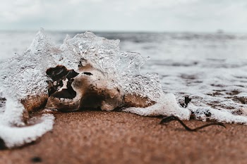 Shell on Seashore