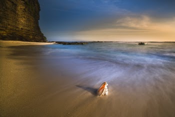 Shell On Shore 