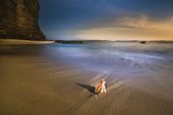 Shell On Shore