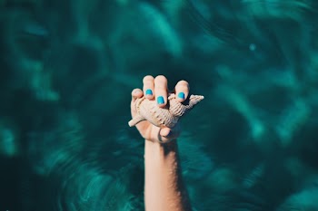 Shell. Original public domain image | Free Photo - rawpixel
