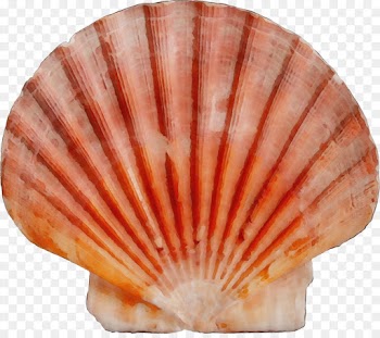 shell scallop bivalve cockle shellfish