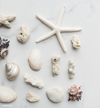 Shell seashell marble | Free stock photo - 67608