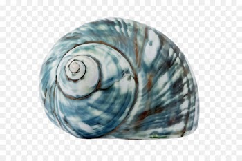 shell turquoise aqua sea snail snail