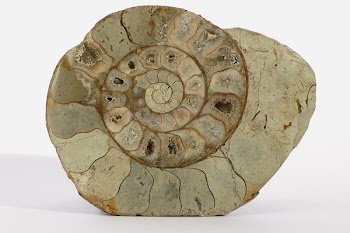 shellCN_0690.jpg