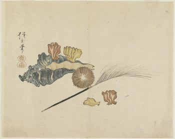 Shells (1830s) print in high | Free Photo - rawpixel