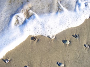 Shells___Foam_1.JPG